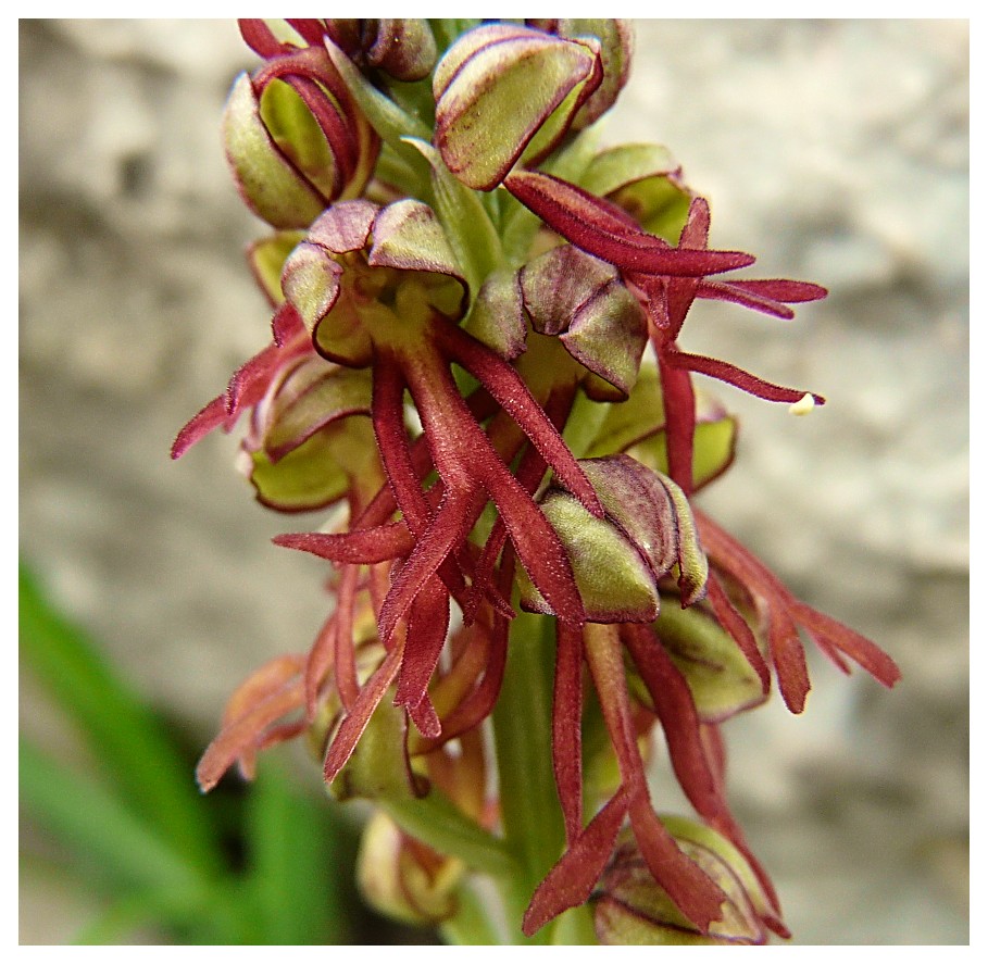 Orchis anthropophora